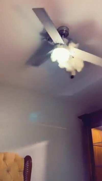WCGW trying to jump on a ceiling fan