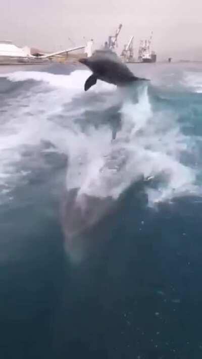 Keeps it real stable on a yacht