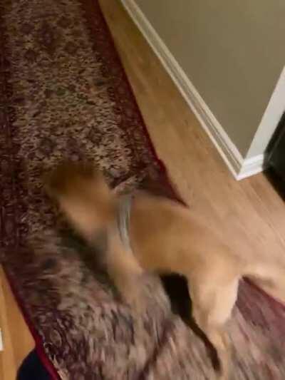 When Friendsgiving turns into playing with the forever puppy