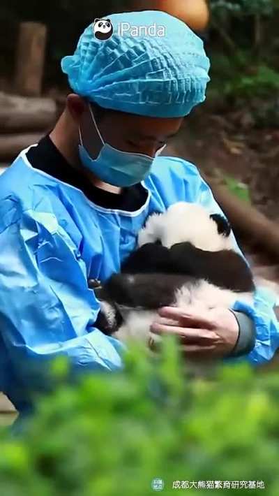 Soothing Baby pandas