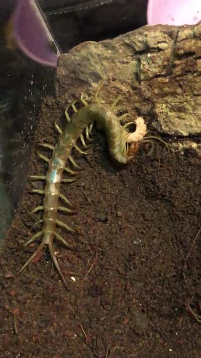 Scolopendra Subcrustalis (Matcha Centipede🥰🥰🥰)
