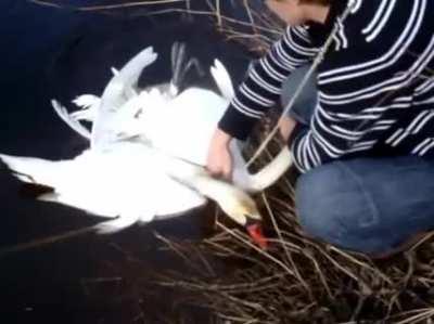 Couple rescues two entangled swans