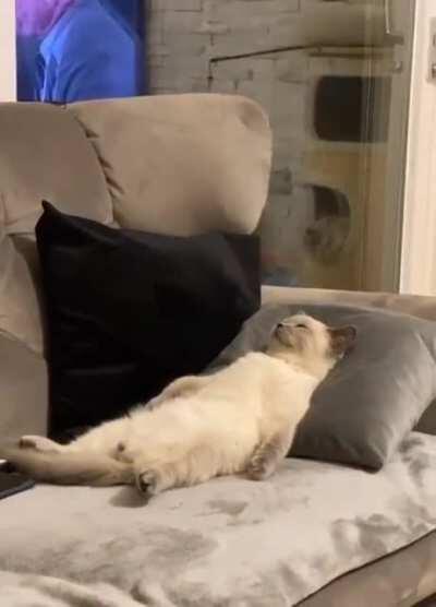 Existential crisis cat