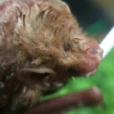 Don’t worry little pup, there’s plenty more where this came from! Eastern red bat