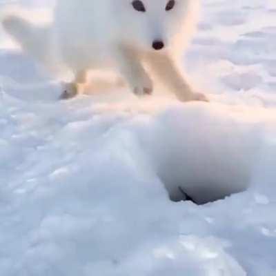 One Very Persistent Arctic Fox