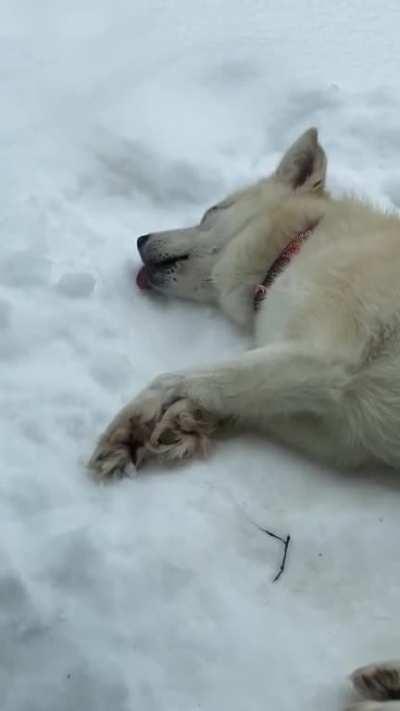 [OC] We adopted this derp a week ago. He realllllly likes snow.