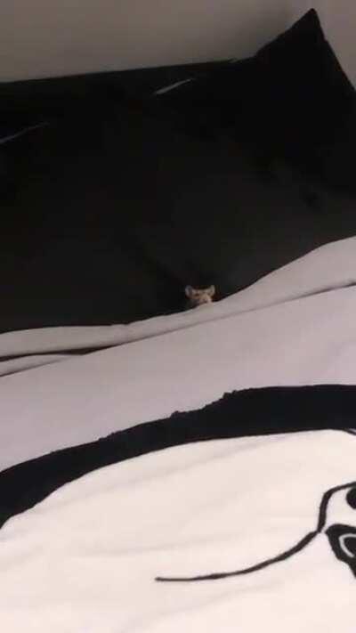 Ivory and Salem all tucked in bed