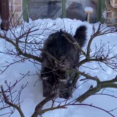 Merlin’s First Snow [OC]