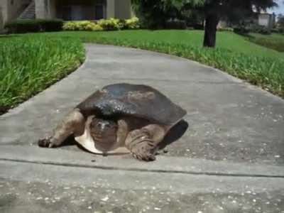 A softshell turtle demonstrates how quickly it can bolt to safety