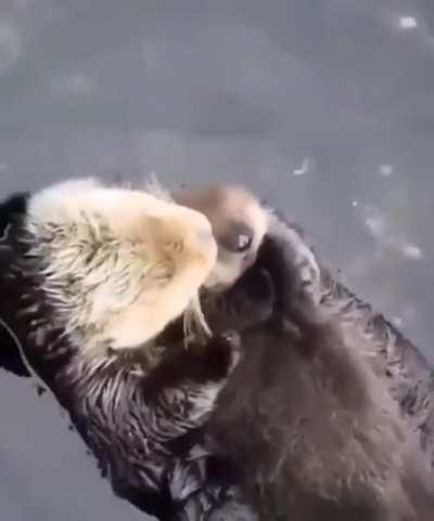 🔥 Momma sea otter making sure her pup is comfy 🔥