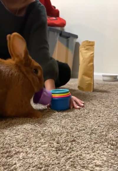 Humans making me play games for treats