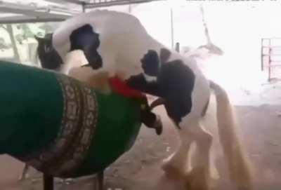 Maau si estas en directo no lo veas