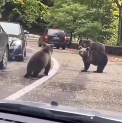 Dude high fives a wild bear