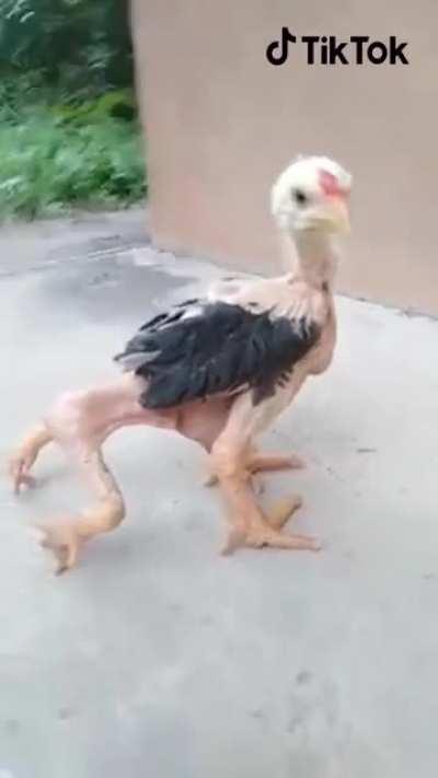 Just your typical WTF videos