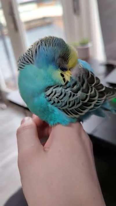 Think I'm gonna to have to call in sick, can't work until this lil guy wakes up 😭