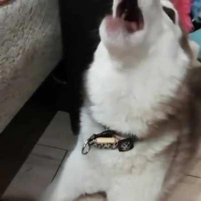 Husky opera