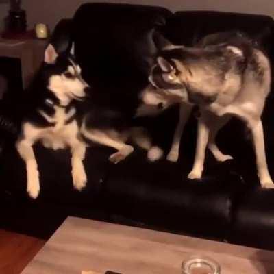 Os Huskys, eles.....