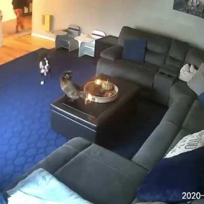 Cat trying to become a fire type Pokemon