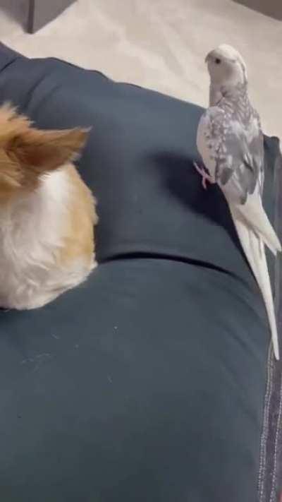 Jingle Bells, Jingle Bells. Jingle All The Way!