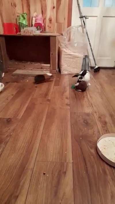 Ruby loves to play fetch!