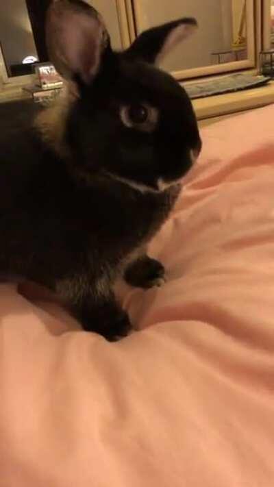 Ivy: “I’m angry and I’m having a tantrum, do NOT give me pets!” 😠