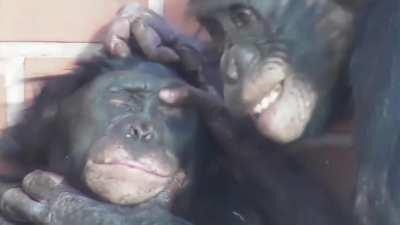 I love non-human primates trying to be like us (sound on)