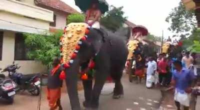 WCGW if I walk closely behind a pissed off pachyderm...