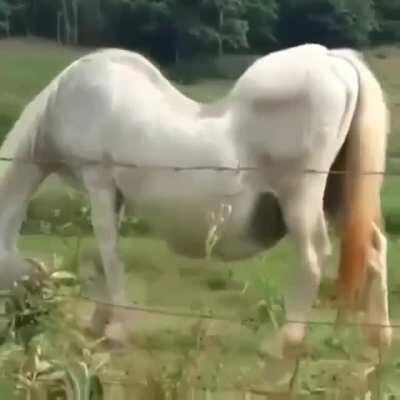 Horse with severe scoliosis
