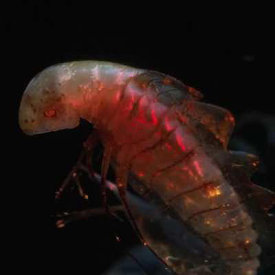 Alien Planet – Short Film Made with AI