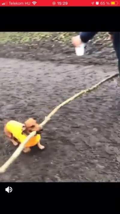 bonk (saw it in r/aww and thought it belonged here)