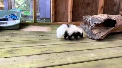 Delayed grumpiness at secondchanceswildlife