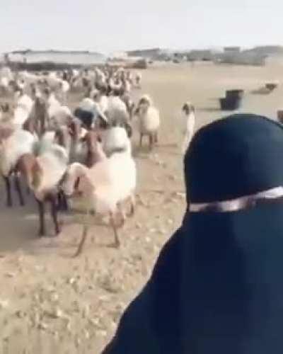 Found this gem today. Sorry if repost.