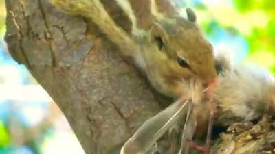 Indian Palm Squirrel munching on a bird