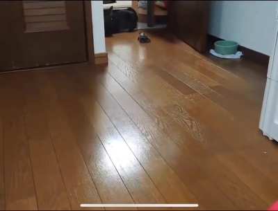 This dude shows a tortoise it can go way faster with a ride and it even learns how to turn like a pro.