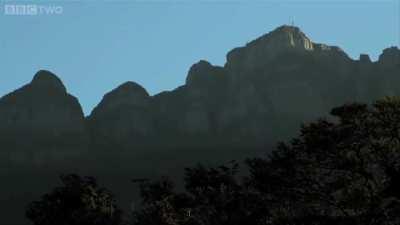 legendary escape of madlad honey badger...