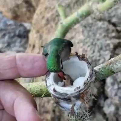 A tiny hummingbird feeding its even tinier hummingbabies