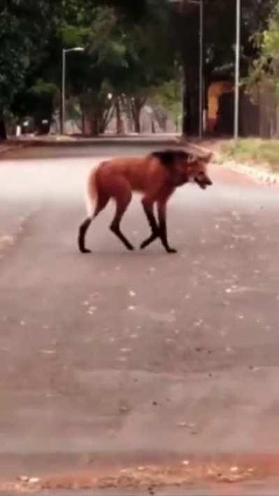 The maned wolf is native to South America. It has markings that resemble foxes, but it is neither a fox nor a wolf. It is the only species in the genus Chrysocyon.