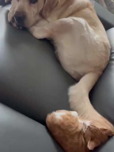 Survival instinct: Orange