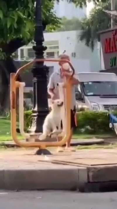 Elderly guy let’s his dog enjoy the swing