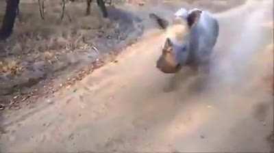 A baby rhino imitates his sheep friend.