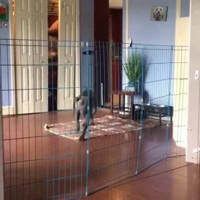 The biggest threat to dogkind