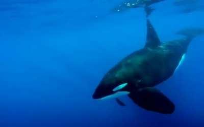 Orca carrying a dead humpback whale calf.