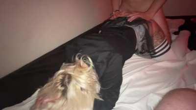 Hubby and our bull were having too much fun with me stuck in the middle. I recommend sound.