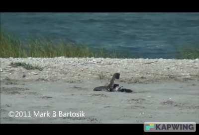 Black Skimmers attack and kill Laughing Gulls for entering their colonies.