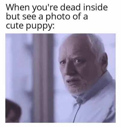 Thank you cute puppy, very cool.
