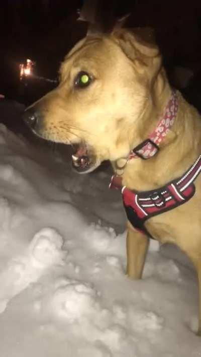 Dog is amazed when seeing snow for the first time