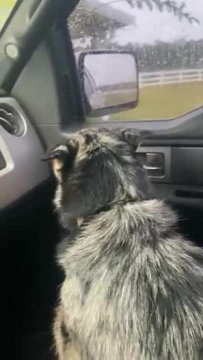 Old buddy bandit, he thought he's being replaced by a calf