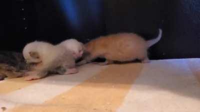 Today the kittens are beginning to self groom and play with each other.
