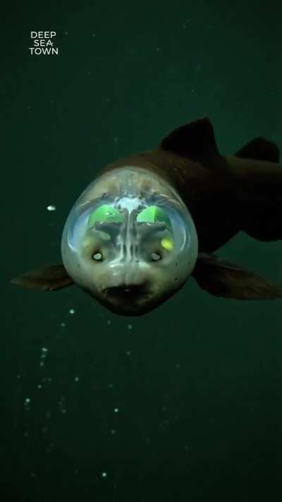 The Barreleye Fish: Nature’s only deep-sea fighter jet with a literal glass canopy.