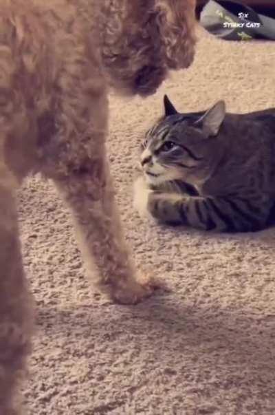 I'm taking the ball, and I'm gonna to paw y..